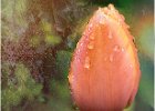 Anne Turner_After the Rain.jpg